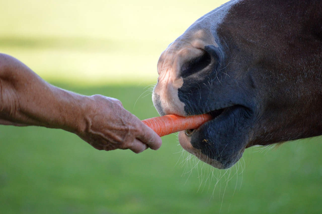 Caring for Senior Pets with Hearing Loss